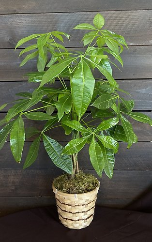 Large Money Tree