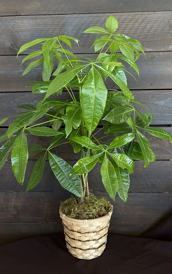 Large Money Tree