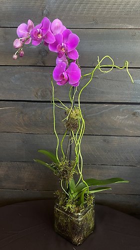 1 Stem Purple Phalaenopsis Orchid
