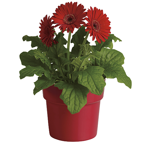 Rainbow Rays Potted Gerbera - Red