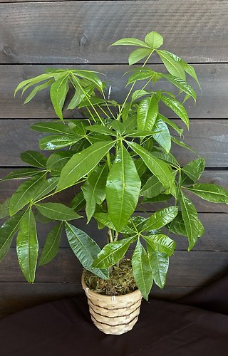 Large Money Tree