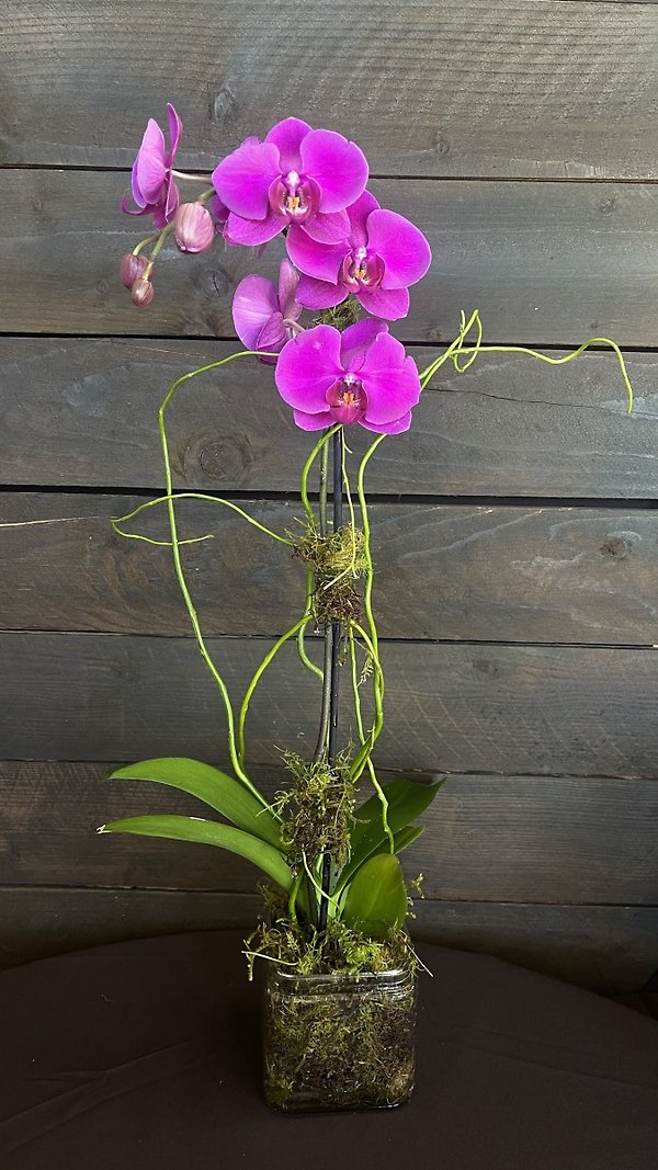1 Stem Purple Phalaenopsis Orchid