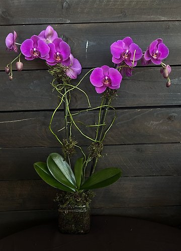 2 Stem Purple Phalaenopsis Orchid