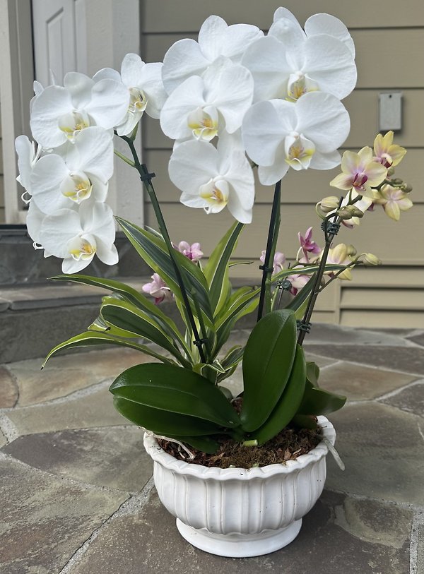 Regal Orchids