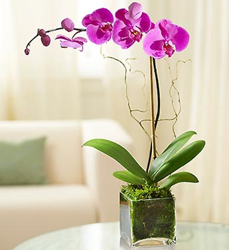 Elegant Orchid