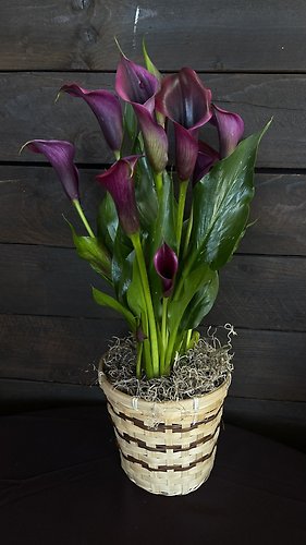 Purple Calla Lily