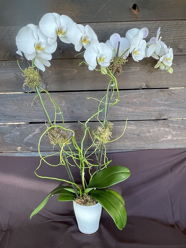 2 Stem White Phalaenopsis Orchid