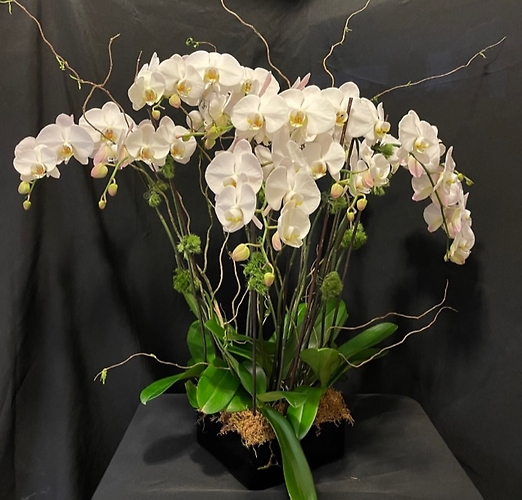 Real Touch White Orchid