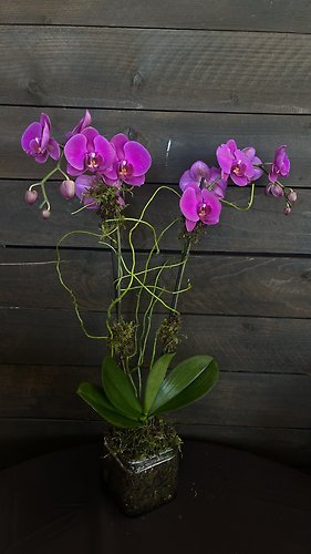 2 Stem Purple Phalaenopsis Orchid
