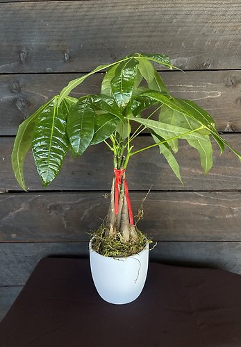 Small Money Tree