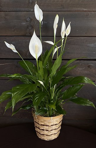 Small Peace Lily