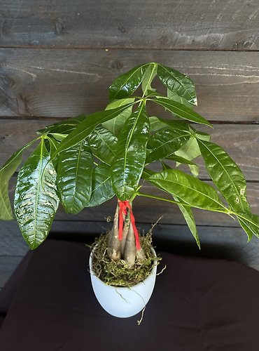 Small Money Tree
